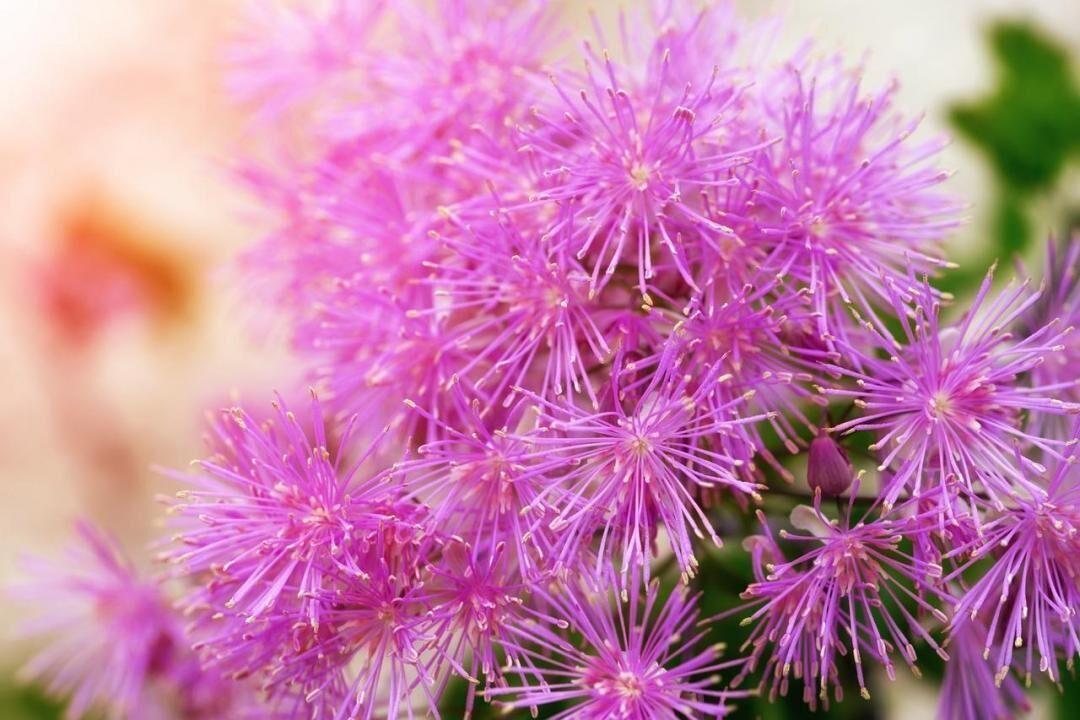 #44. Meadow-rue